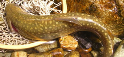 Hermit Fly Shop